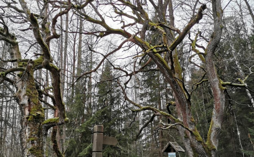 5_Purvino I ąžuolas.jpg